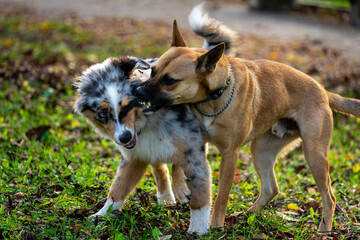 Two dogs play in the field 