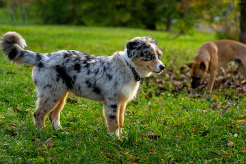 cute young australian shepherd in the field 