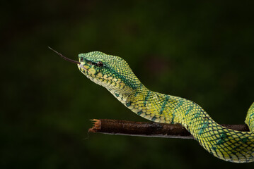 Tropidolaemus subannulatus, Bornean keeled green pit viper is a venomous pit viper species native...