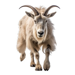 front view of a goat animal running towards the camera on a white transparent background 