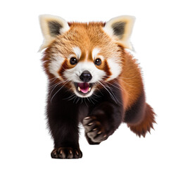 Obraz premium front view of a red panda animal running towards the camera on a white transparent background 