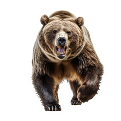 front view of a grizzly animal running towards the camera on a white transparent background 