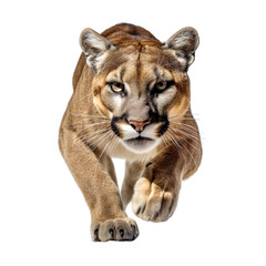 Obraz premium front view of a puma animal running towards the camera on a white transparent background 