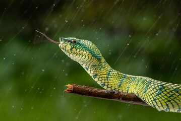 Tropidolaemus subannulatus, Bornean keeled green pit viper is a venomous pit viper species native to Indonesia