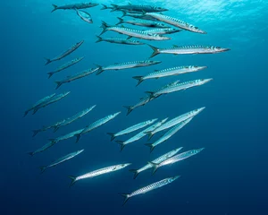 Foto auf Acrylglas Large School of Barracudas, Secca della Colombara, Ustica, Sicily, Italy © Joern