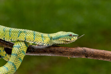 Tropidolaemus subannulatus, Bornean keeled green pit viper is a venomous pit viper species native to Indonesia