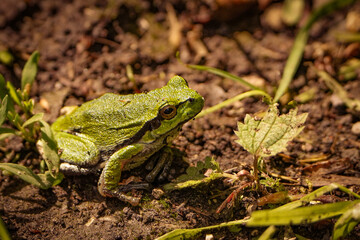 european tree frog, sitting on the ground