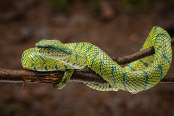 Tropidolaemus subannulatus, Bornean keeled green pit viper is a venomous pit viper species native to Indonesia