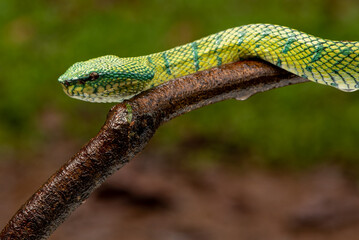 Tropidolaemus subannulatus, Bornean keeled green pit viper is a venomous pit viper species native to Indonesia