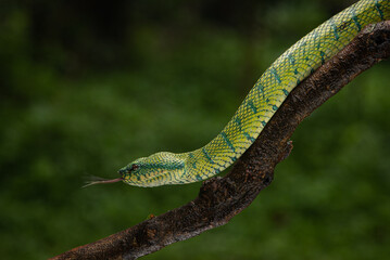 Tropidolaemus subannulatus, Bornean keeled green pit viper is a venomous pit viper species native to Indonesia