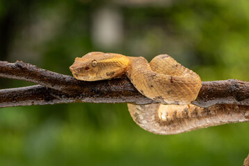Craspedocephalus puniceus is a venomous pit viper species endemic to Indonesia and common names include flat nosed pit viper and ashy pit viper.