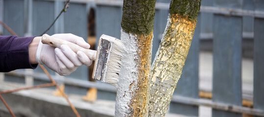 a male farmer covers a tree trunk with protective white paint against pests.
