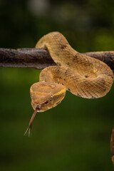 Craspedocephalus puniceus is a venomous pit viper species endemic to Indonesia and common names include flat nosed pit viper and ashy pit viper.