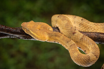 Craspedocephalus puniceus is a venomous pit viper species endemic to Indonesia and common names include flat nosed pit viper and ashy pit viper.