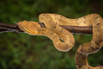 Craspedocephalus puniceus is a venomous pit viper species endemic to Indonesia and common names include flat nosed pit viper and ashy pit viper.