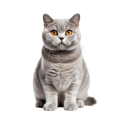 Portrait of a silver tabby british shorthair cat on a cutout png transparent background
