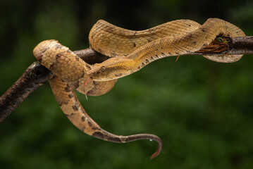 Craspedocephalus puniceus is a venomous pit viper species endemic to Indonesia and common names include flat nosed pit viper and ashy pit viper.