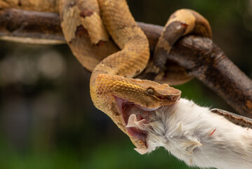 Snake eats mouse. Craspedocephalus puniceus is a venomous pit viper species endemic to Indonesia...