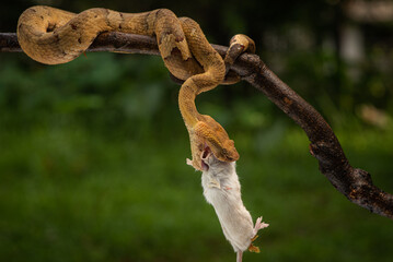 Craspedocephalus puniceus is a venomous pit viper species endemic to Indonesia and common names include flat nosed pit viper and ashy pit viper.