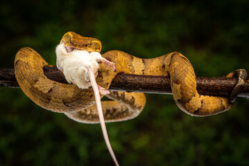 Craspedocephalus puniceus is a venomous pit viper species endemic to Indonesia and common names include flat nosed pit viper and ashy pit viper.