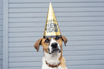 Adorable dog wearing Happy New Year party hat.