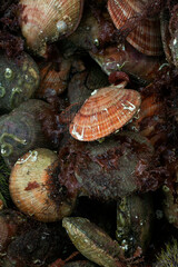 Fresh catch scallops from the ocean