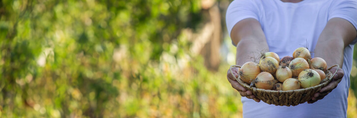 A man farmer holds a harvest of onions in his hands. Selective focus.