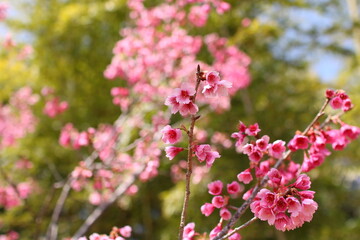 早咲きの桜　寒緋桜