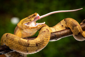 Craspedocephalus puniceus is a venomous pit viper species endemic to Indonesia and common names...