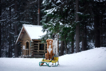 Two dogs, a marbled Border Collie and a Nova Scotia Duck Tolling Retriever, poised on a sledge,...