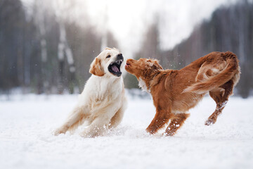 two dogs Golden Retriever and Nova Scotia Duck Tolling Retriever play together in the snow, showcasing their camaraderie and vitality amidst a winter backdrop - obrazy, fototapety, plakaty