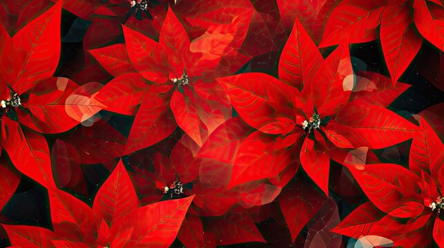  a bunch of red poinsettias that are on a black and white background with a light reflection on the bottom of the poinsettis of the poinsettias.