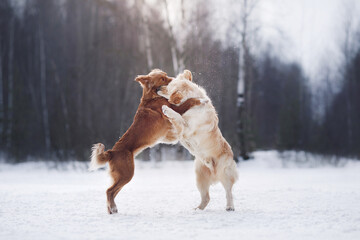 two dogs Golden Retriever and Nova Scotia Duck Tolling Retriever play together in the snow,...