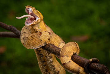 Craspedocephalus puniceus is a venomous pit viper species endemic to Indonesia and common names include flat nosed pit viper and ashy pit viper.