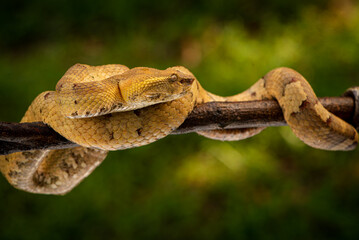 Craspedocephalus puniceus is a venomous pit viper species endemic to Indonesia and common names include flat nosed pit viper and ashy pit viper.