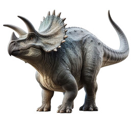 Fototapeta premium triceratops isolated on white