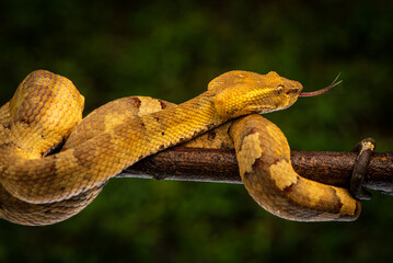 Craspedocephalus puniceus is a venomous pit viper species endemic to Indonesia and common names include flat nosed pit viper and ashy pit viper.