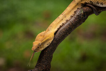 Craspedocephalus puniceus is a venomous pit viper species endemic to Indonesia and common names...