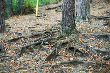 Selective of tree roots in a forest