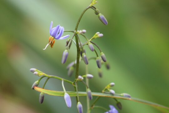 Close-up shot of dianella caerulea growing in a garden with a blurred background