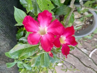 The beauty of red adenium flower 