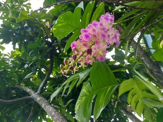 Pink orchid in my garden 