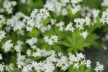 flowering woodruff plant