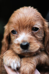 cavalier king charles spaniel puppy