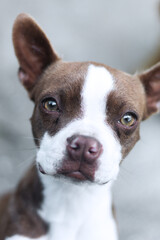 american staffordshire terrier