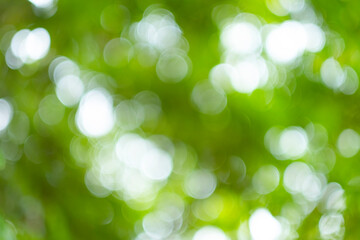 Obraz premium Green bokeh light nature from tree and sky background is a shiny naturally occurring shadow that is not clear but beautiful.