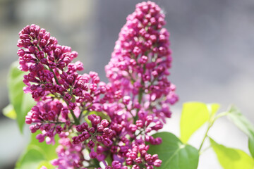 Pink buddleia, close-up