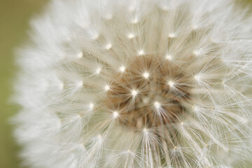 Dandelion, dandelion plant in close-up