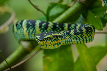 Wagleri's Viper (Tropidolaemus wagleri) in the forest