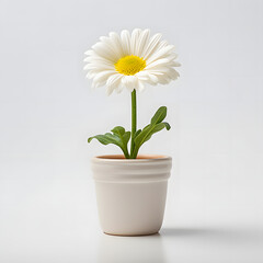 daisy flower in pot - obrazy, fototapety, plakaty
